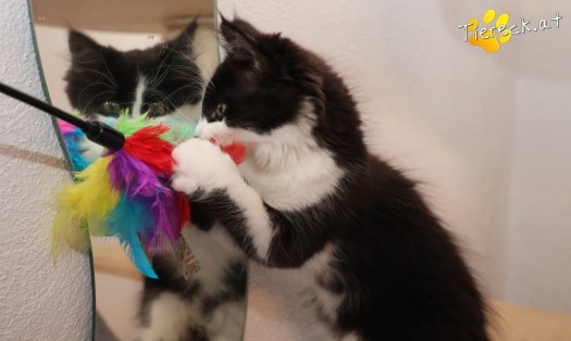 Katze Lexa (Foto by Tiereck.at - Lavanttaler Tierhilfe)