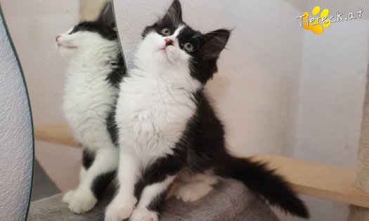 Katze Lexa (Foto by Tiereck.at - Lavanttaler Tierhilfe)
