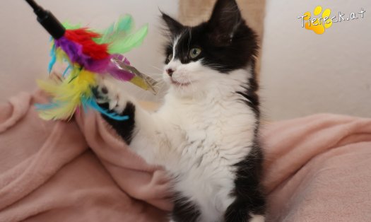 Katze Lexa (Foto by Tiereck.at - Lavanttaler Tierhilfe)
