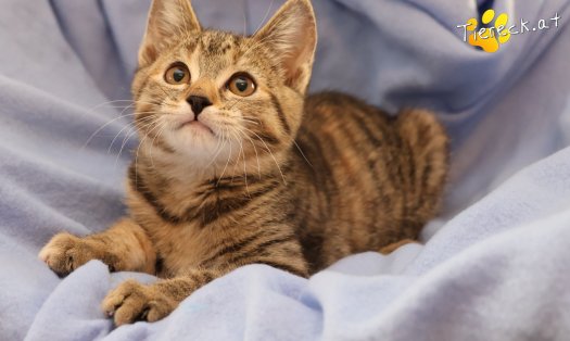 Katze Hazel (Foto by Tiereck.at - Lavanttaler Tierhilfe)