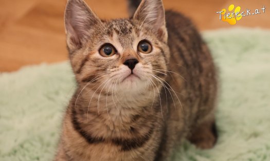 Katze Hazel (Foto by Tiereck.at - Lavanttaler Tierhilfe)