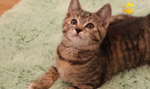 Katze Hazel (Foto by Tiereck.at - Lavanttaler Tierhilfe)