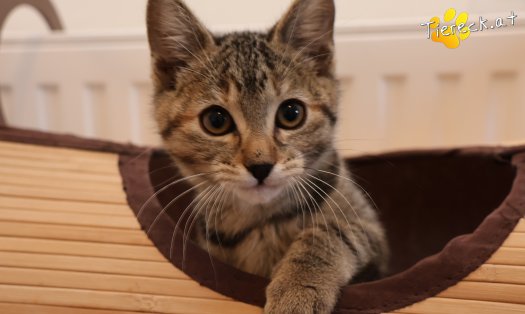 Katze Hazel (Foto by Tiereck.at - Lavanttaler Tierhilfe)