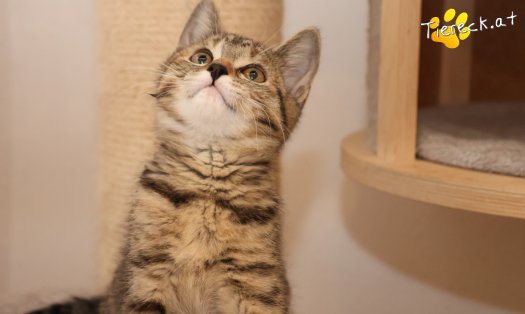 Katze Hazel (Foto by Tiereck.at - Lavanttaler Tierhilfe)