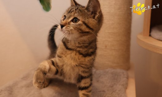 Katze Hazel (Foto by Tiereck.at - Lavanttaler Tierhilfe)
