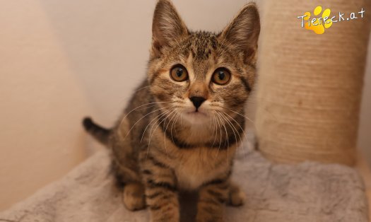 Katze Hazel (Foto by Tiereck.at - Lavanttaler Tierhilfe)