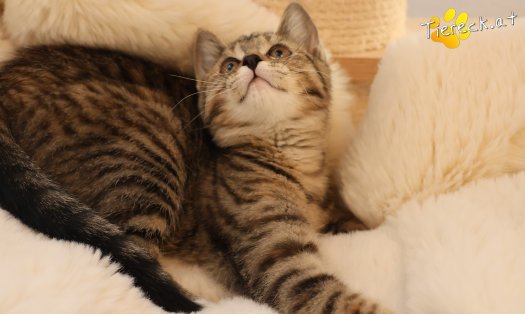 Katze Hazel (Foto by Tiereck.at - Lavanttaler Tierhilfe)