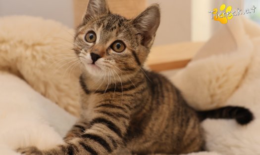 Katze Hazel (Foto by Tiereck.at - Lavanttaler Tierhilfe)