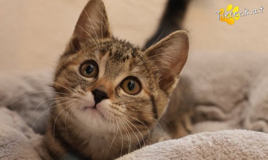 Katze Hazel (Foto by Tiereck.at - Lavanttaler Tierhilfe)