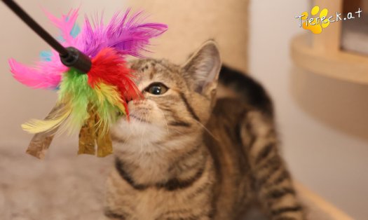 Katze Hazel (Foto by Tiereck.at - Lavanttaler Tierhilfe)