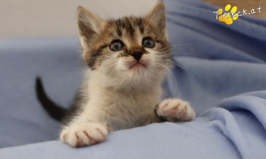 Katze Lotti (Foto by Tiereck.at - Lavanttaler Tierhilfe)