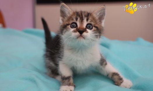 Katze Lotti (Foto by Tiereck.at - Lavanttaler Tierhilfe)