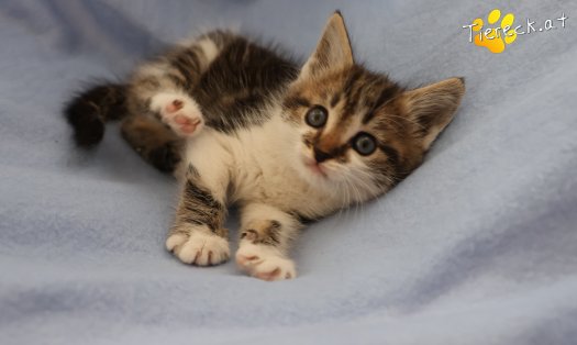 Katze Lotti (Foto by Tiereck.at - Lavanttaler Tierhilfe)