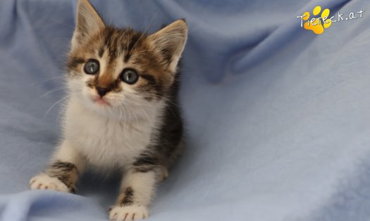 Katze Lotti (Foto by Tiereck.at - Lavanttaler Tierhilfe)