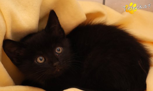 Katze Leopold (Foto by Tiereck.at - Lavanttaler Tierhilfe)