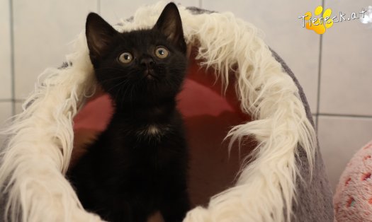 Katze Leopold (Foto by Tiereck.at - Lavanttaler Tierhilfe)