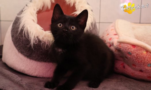 Katze Leopold (Foto by Tiereck.at - Lavanttaler Tierhilfe)