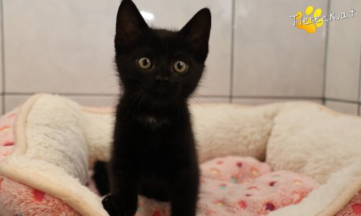 Katze Leopold (Foto by Tiereck.at - Lavanttaler Tierhilfe)