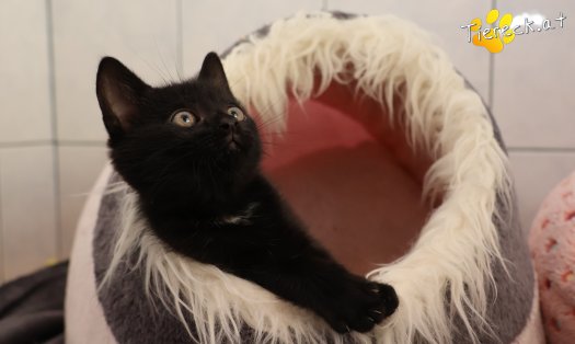 Katze Leopold (Foto by Tiereck.at - Lavanttaler Tierhilfe)