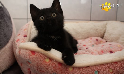 Katze Leopold (Foto by Tiereck.at - Lavanttaler Tierhilfe)