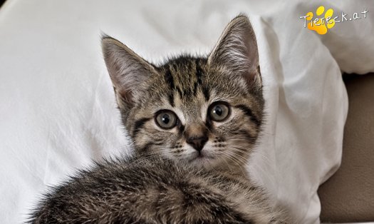 Katze Artemis (Foto by Tiereck.at - Lavanttaler Tierhilfe)