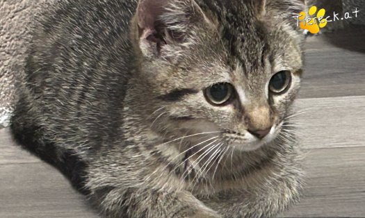 Katze Artemis (Foto by Tiereck.at - Lavanttaler Tierhilfe)
