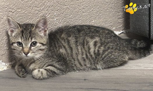Katze Artemis (Foto by Tiereck.at - Lavanttaler Tierhilfe)