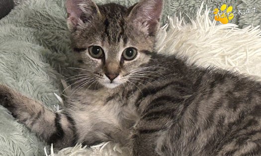 Katze Artemis (Foto by Tiereck.at - Lavanttaler Tierhilfe)