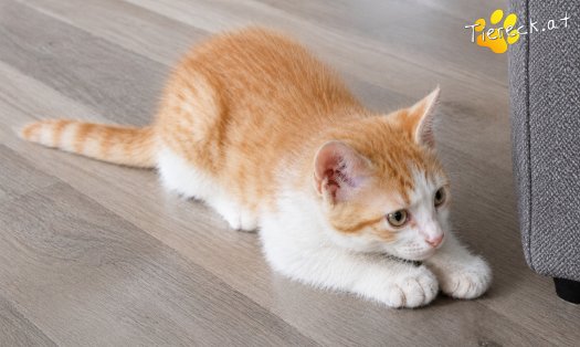 Katze Ginger (Foto by Tiereck.at - Lavanttaler Tierhilfe)