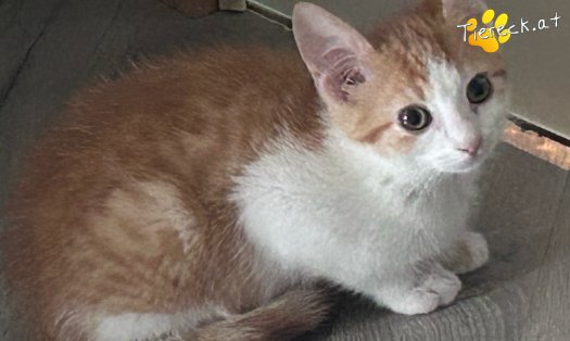 Katze Ginger (Foto by Tiereck.at - Lavanttaler Tierhilfe)