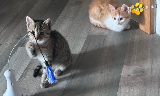 Katze Ginger (Foto by Tiereck.at - Lavanttaler Tierhilfe)
