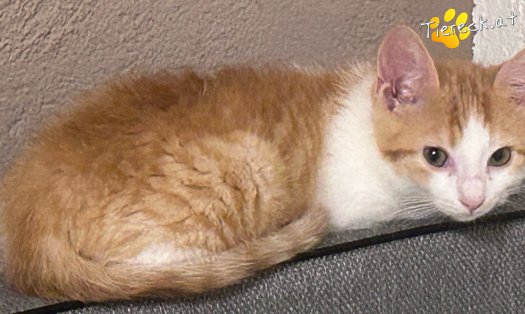 Katze Ginger (Foto by Tiereck.at - Lavanttaler Tierhilfe)