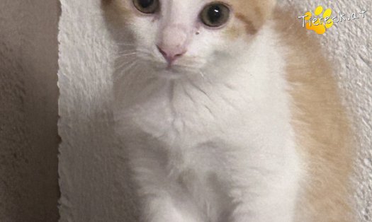 Katze Ginger (Foto by Tiereck.at - Lavanttaler Tierhilfe)