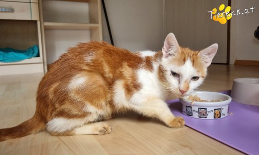 Katze Yoki (Foto by Tiereck.at - Lavanttaler Tierhilfe)
