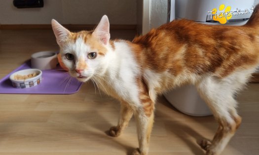 Katze Yoki (Foto by Tiereck.at - Lavanttaler Tierhilfe)