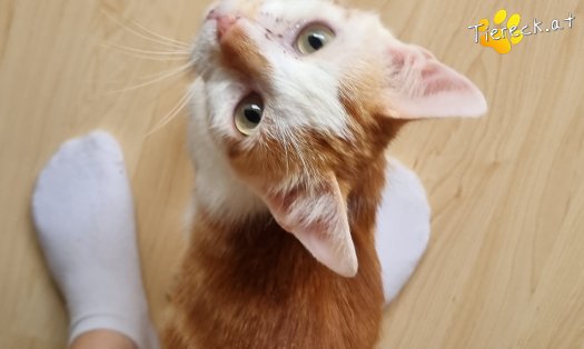 Katze Yoki (Foto by Tiereck.at - Lavanttaler Tierhilfe)