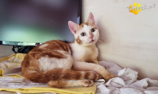 Katze Yoki (Foto by Tiereck.at - Lavanttaler Tierhilfe)