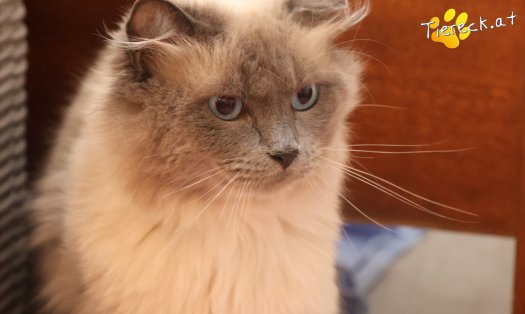 Katze Sammy (Foto by Tiereck.at - Lavanttaler Tierhilfe)