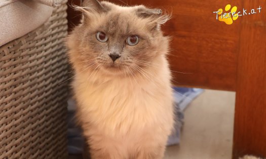Katze Sammy (Foto by Tiereck.at - Lavanttaler Tierhilfe)