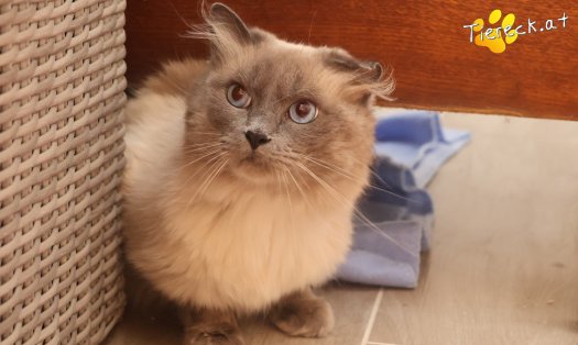 Katze Sammy (Foto by Tiereck.at - Lavanttaler Tierhilfe)