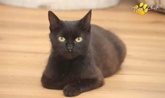 Katze Ayla (Foto by Tiereck.at - Lavanttaler Tierhilfe)