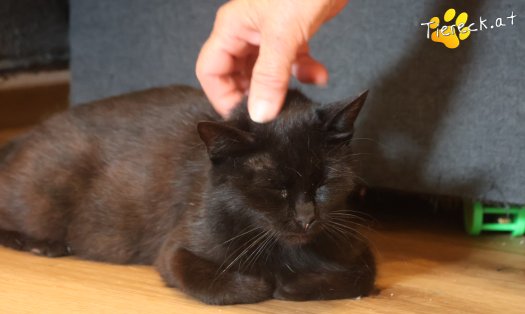 Katze Ayla (Foto by Tiereck.at - Lavanttaler Tierhilfe)