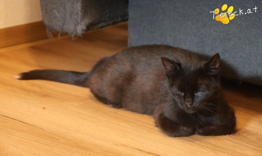 Katze Ayla (Foto by Tiereck.at - Lavanttaler Tierhilfe)
