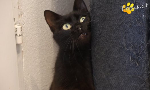 Katze Ayla (Foto by Tiereck.at - Lavanttaler Tierhilfe)