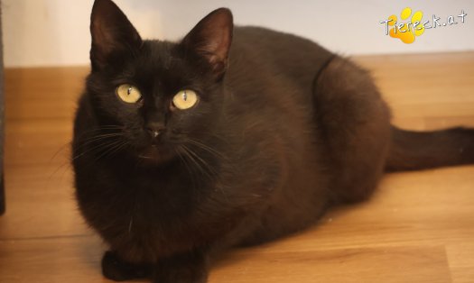 Katze Ayla (Foto by Tiereck.at - Lavanttaler Tierhilfe)