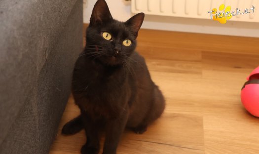 Katze Ayla (Foto by Tiereck.at - Lavanttaler Tierhilfe)