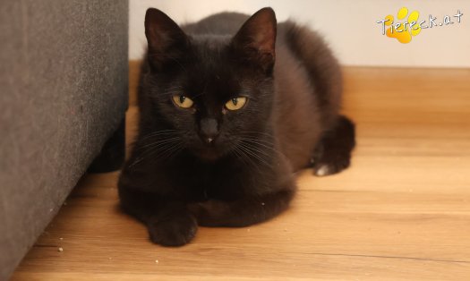 Katze Ayla (Foto by Tiereck.at - Lavanttaler Tierhilfe)