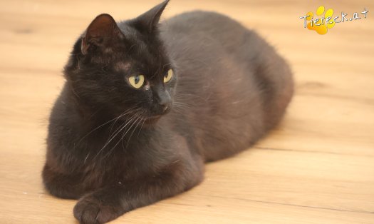 Katze Ayla (Foto by Tiereck.at - Lavanttaler Tierhilfe)