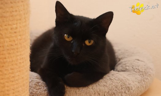Katze Ayla (Foto by Tiereck.at - Lavanttaler Tierhilfe)