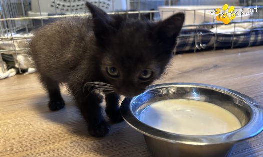 Katze Milo (Foto by Tiereck.at - Lavanttaler Tierhilfe)